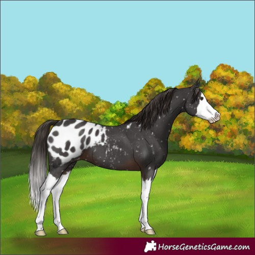 Horse Color:Liver Chestnut Sabino Splash Near Leopard 