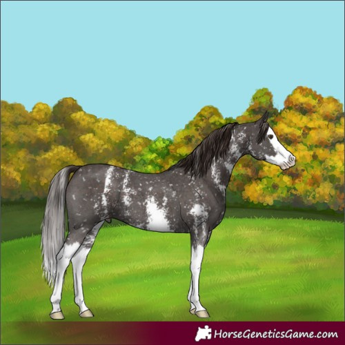Horse Color:Liver Chestnut Sabino Splash Snowflake Varnish 
