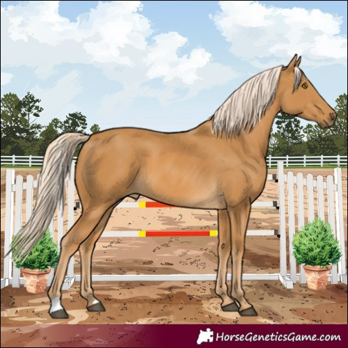 Horse Color:Palomino 