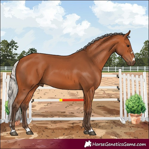 Horse Color:Silver Bay 