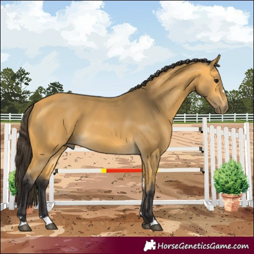Horse Color:Buckskin 