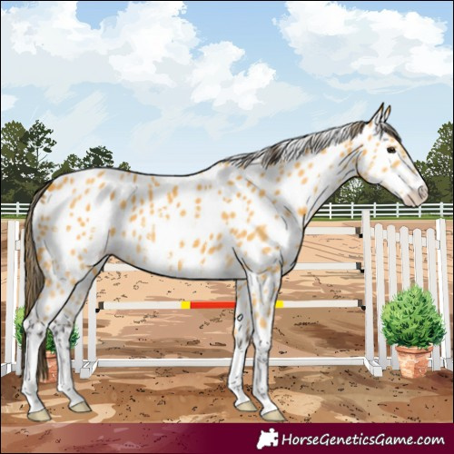 Horse Color:Buckskin Sabino Near Leopard 