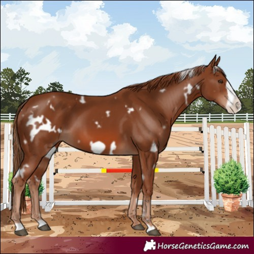 Horse Color:White Spotted Chestnut Frame