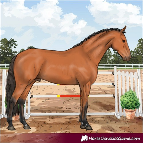 Horse Color:Bay 