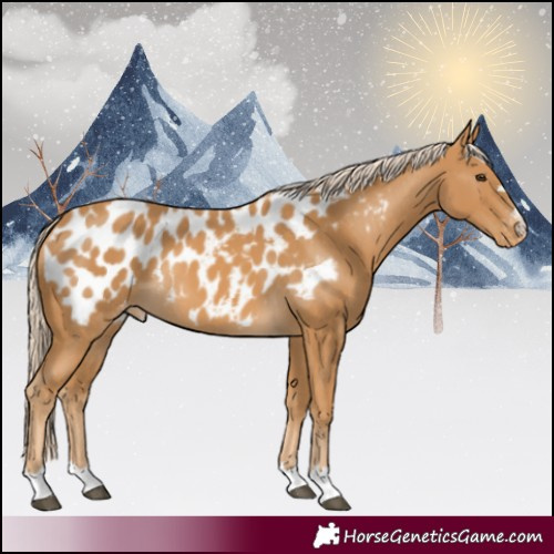 Horse Color:Palomino Near Leopard