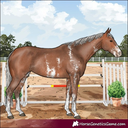 Horse Color:Silver Bay Sabino Rabicano 