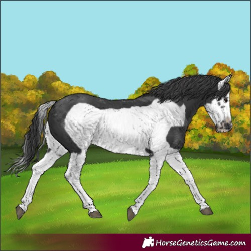 Horse Color:Black Splash Frame 