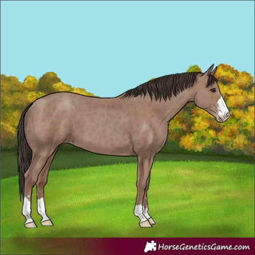 Horse Color:Unknown 