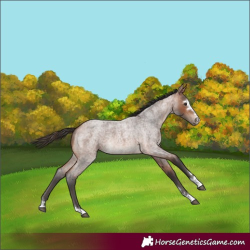 Horse Color:Unknown 