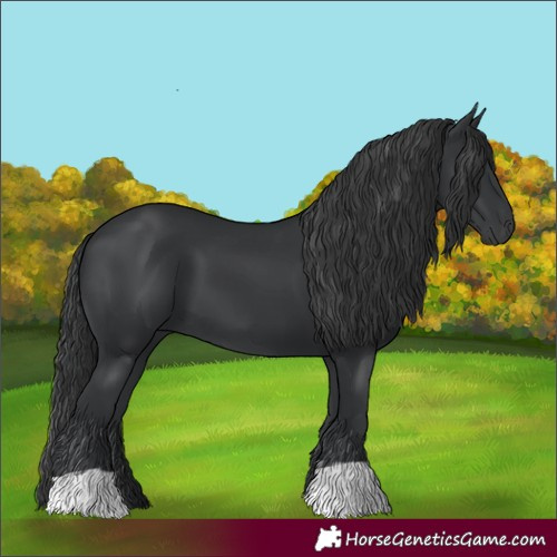 Horse Color:Black  and Black 
