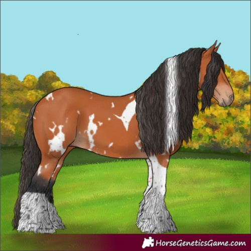 Horse Color:White Spotted Bay Tobiano 
