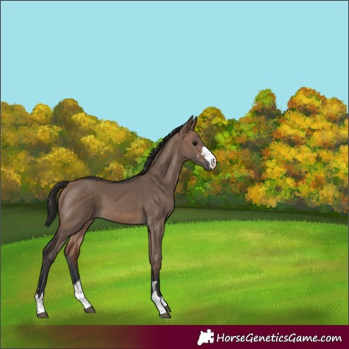Horse Color:Brown Dun 