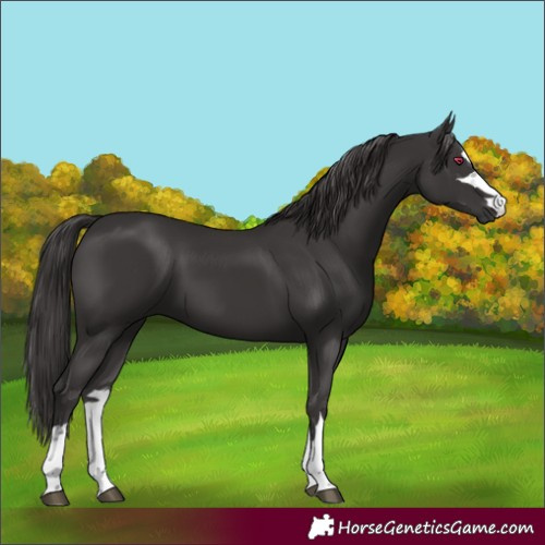 Horse Color:Smoky Black 