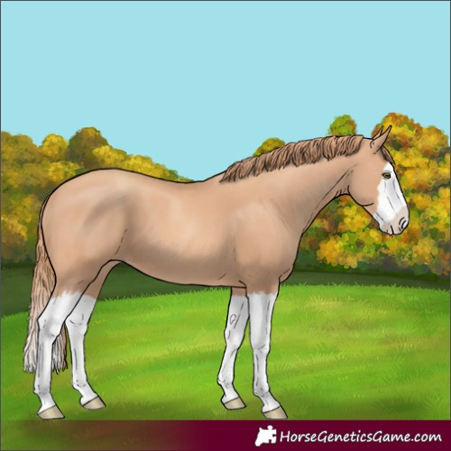 Horse Color:Gold Champagne Splash