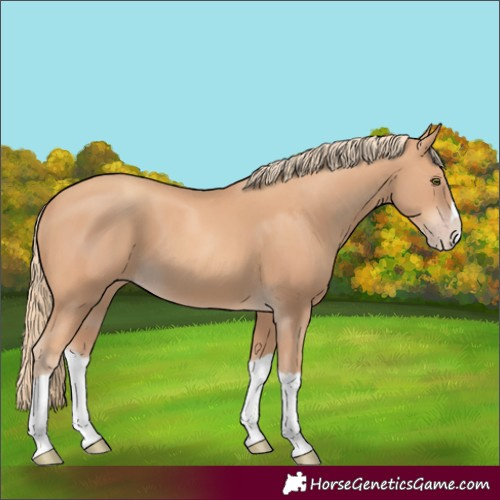 Horse Color:Gold Champagne Splash 