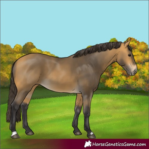 Horse Color:Buckskin 