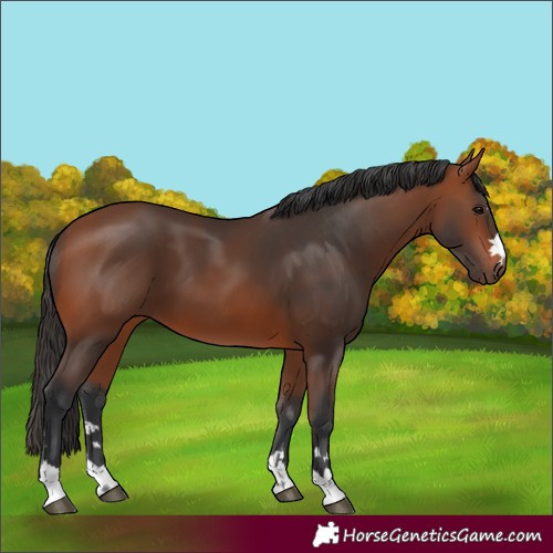 Horse Color:Bay 