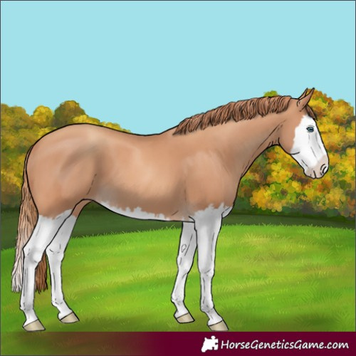 Horse Color:Gold Champagne Splash