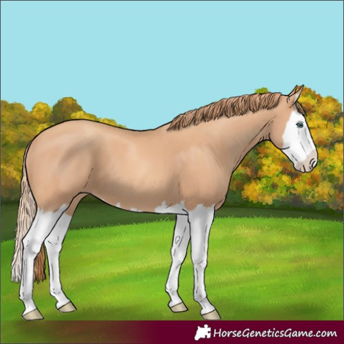 Horse Color:Gold Champagne Splash 