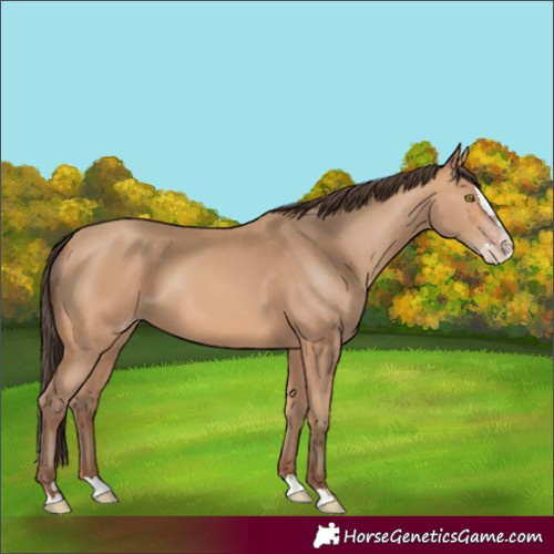 Horse Color:Amber Champagne Splash 