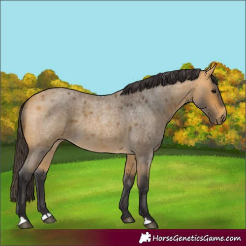 Horse Color:Buckskin Roan