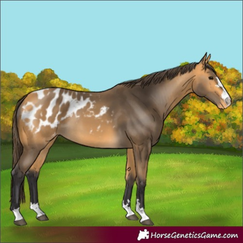 Horse Color:Buckskin Blanket 