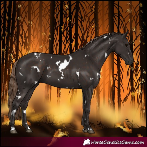 Horse Color:White Spotted Liver Chestnut 
