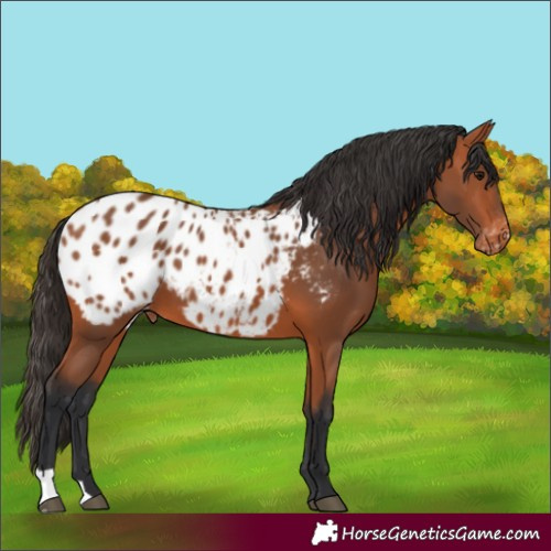 Horse Color:Bay Blanket
