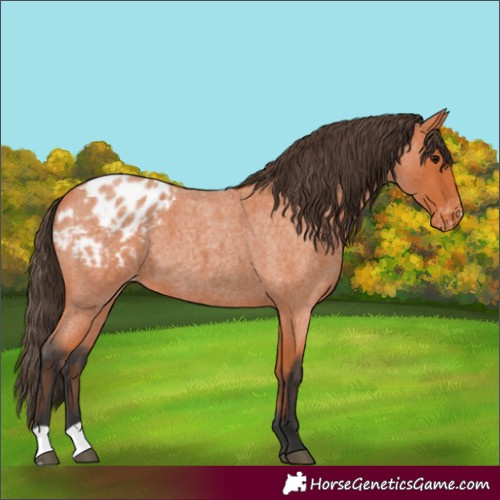Horse Color:Bay Roan Blanket