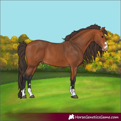 Horse Color:Bay Varnish