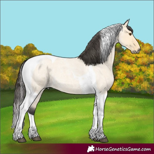 Horse Color:Unknown 