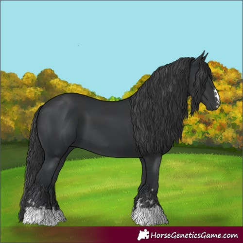 Horse Color:Black  and Black 