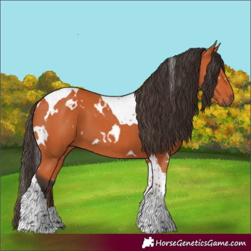 Horse Color:White Spotted Bay Tobiano 
