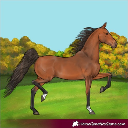 Horse Color:Bay 
