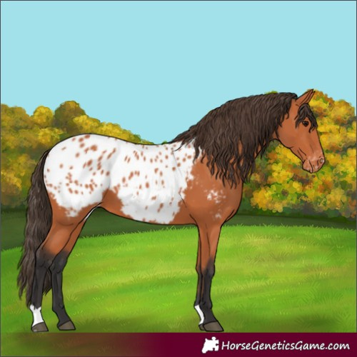 Horse Color:Bay Blanket