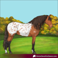 Horse Color:Bay Blanket