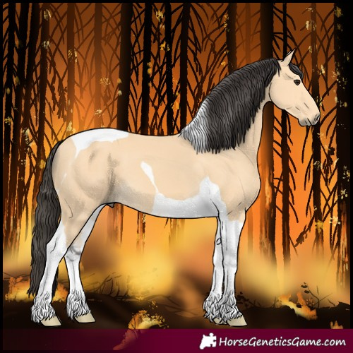 Horse Color:Buckskin Tobiano