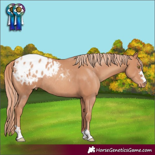 Horse Color:Gold Champagne Varnish Rabicano