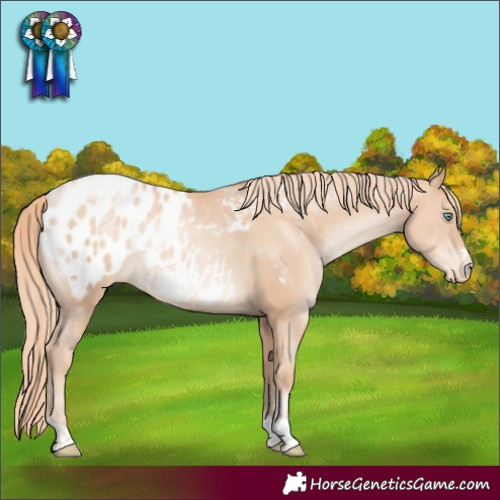 Horse Color:Gold Champagne Pearl Blanket 