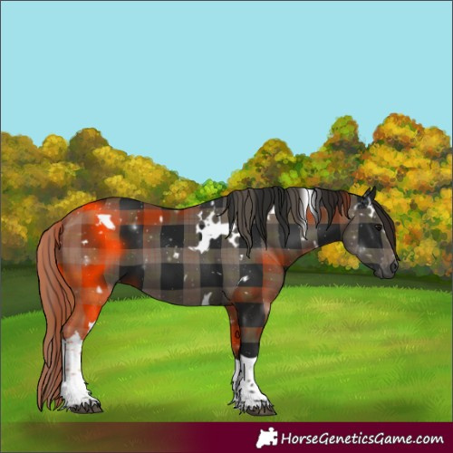 Horse Color:Gray Plaid  White Spotted Smoky Black Tobiano 