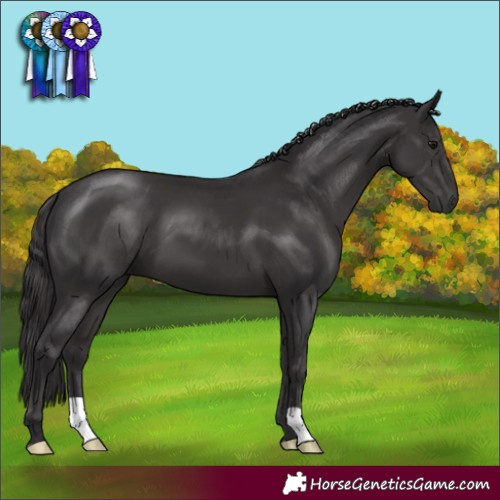 Horse Color:Smoky Black 