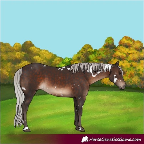 Horse Color:White Spotted Silver Brown