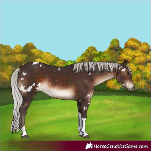 Horse Color:White Spotted Silver Brown Tobiano 