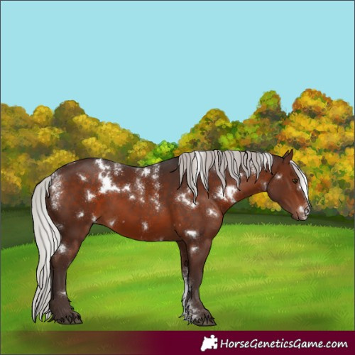 Horse Color:Powder White White Spotted Silver Brown 