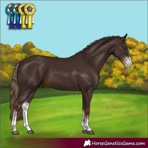 Horse Color:Liver Chestnut Sabino 
