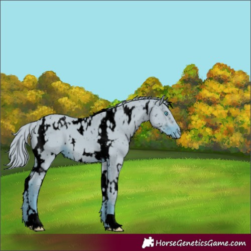 Horse Color:ERROR: UNKNOWN ANOMALY