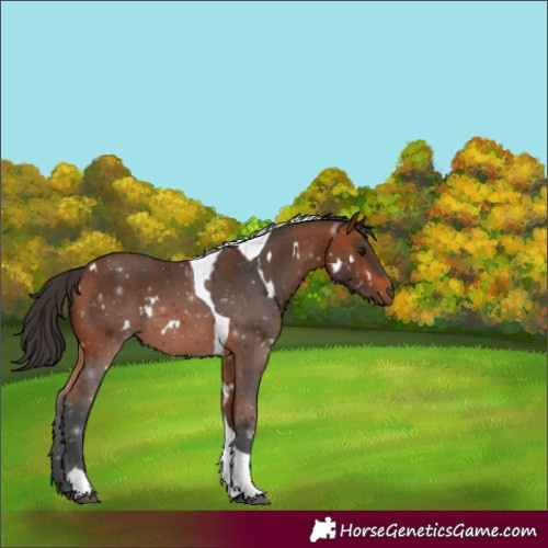 Horse Color:White Spotted Bay Tobiano 