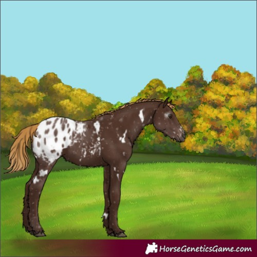 Horse Color:Gray White Spotted Chestnut Blanket