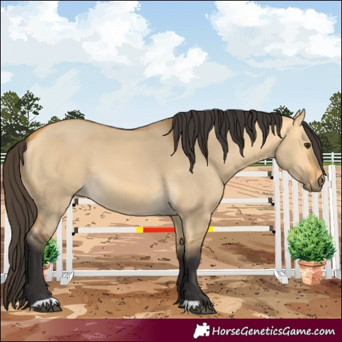 Horse Color:Buckskin Dun