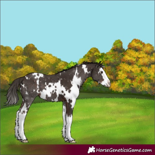 Horse Color:White Spotted Liver Chestnut Splash